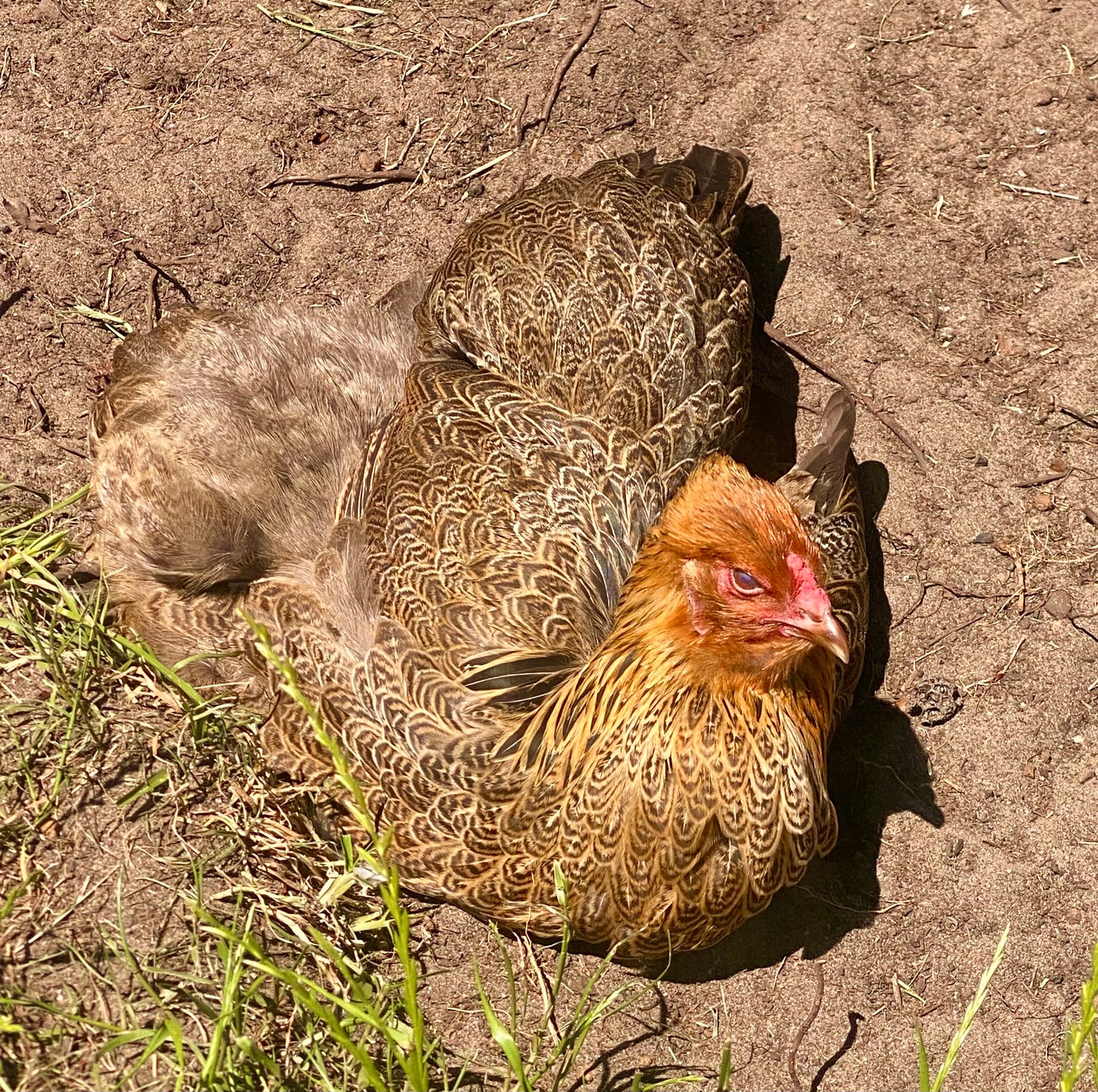 Gold Blue Splash Partridge Brahma Dozen