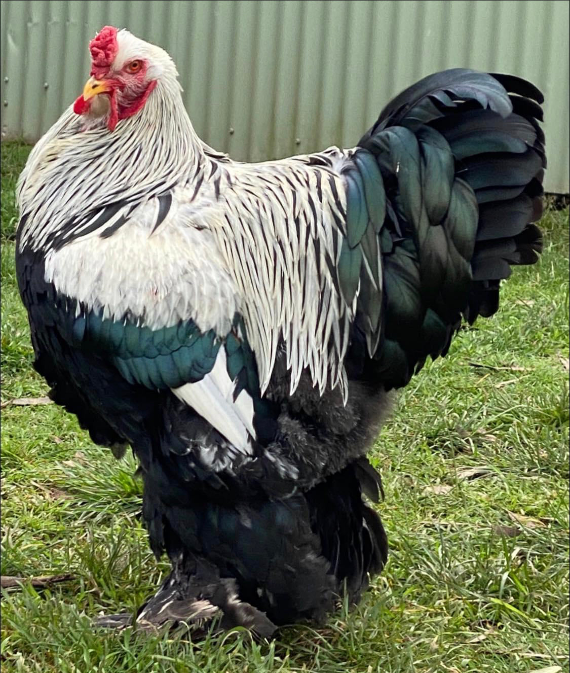 Dark Brahma Dozen