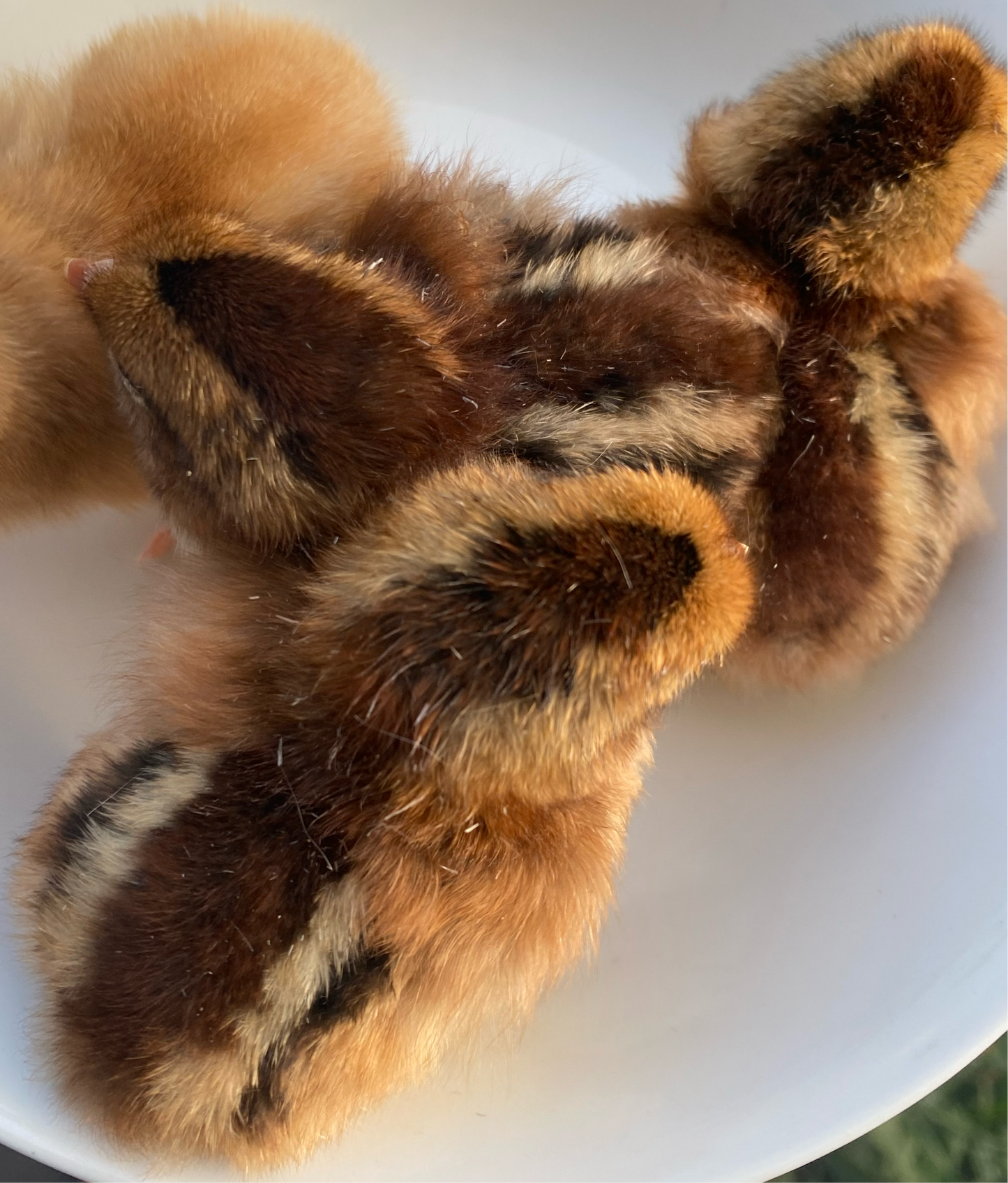 Partridge Welsummer Dozen