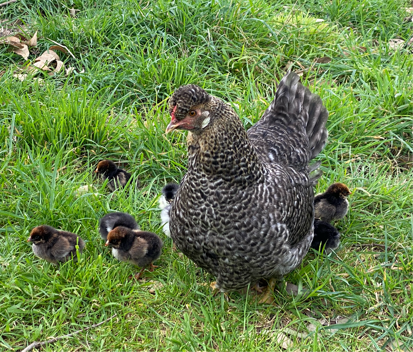 Very Very Broody Dozen
