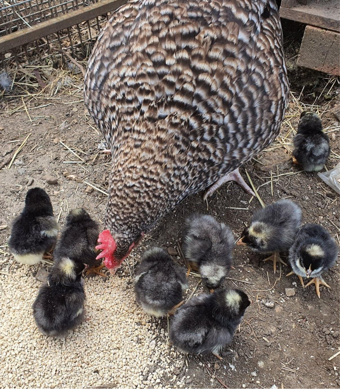 Very Very Broody Dozen