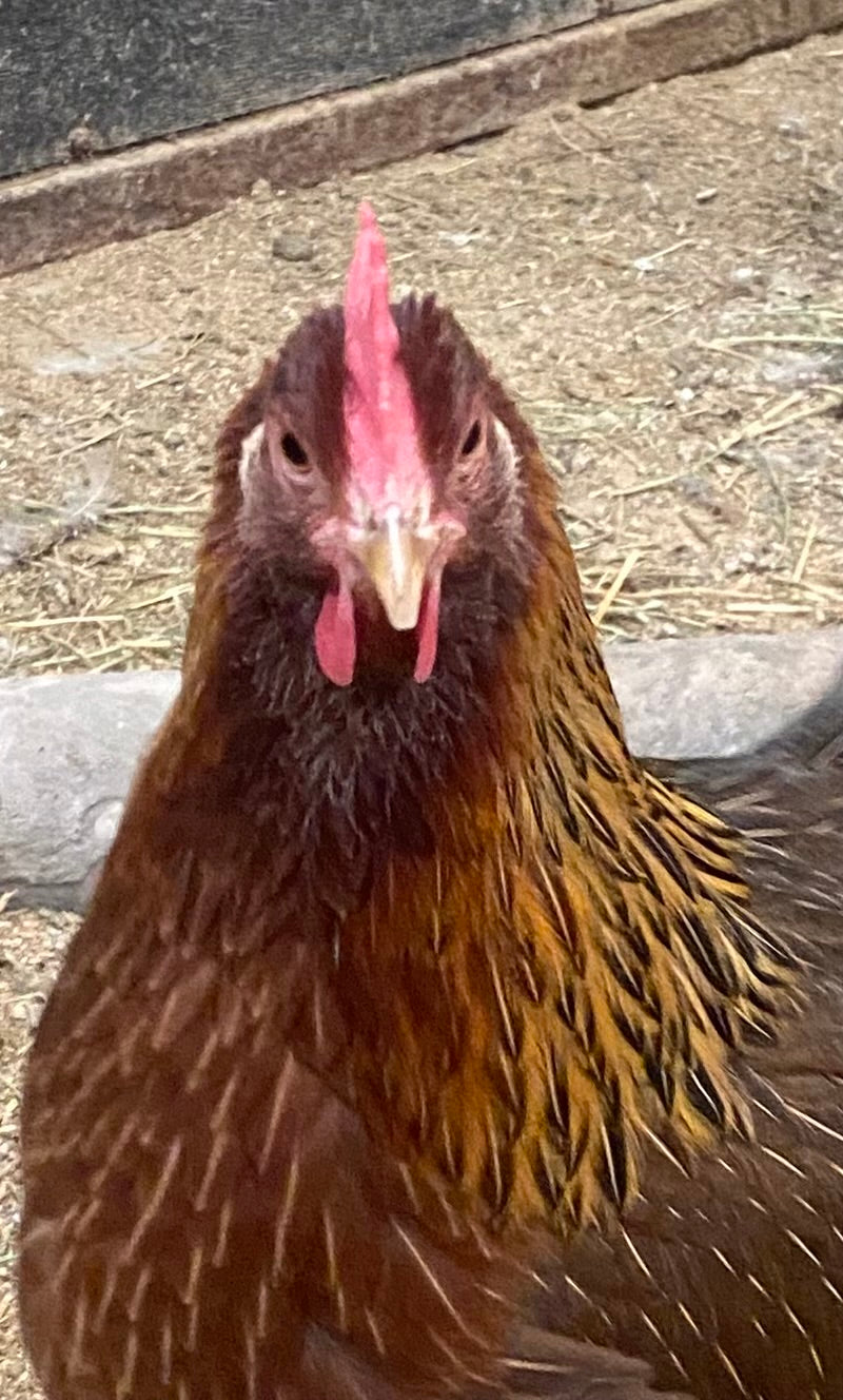Partridge Welsummer Dozen