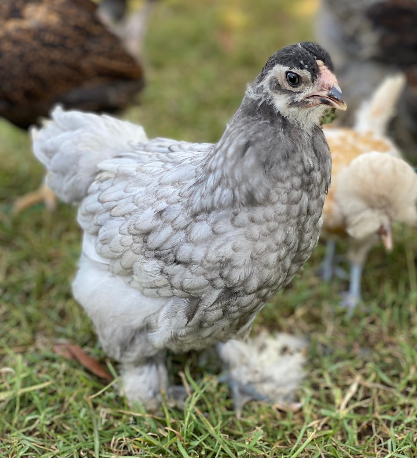 Blue Black Splash Brahma