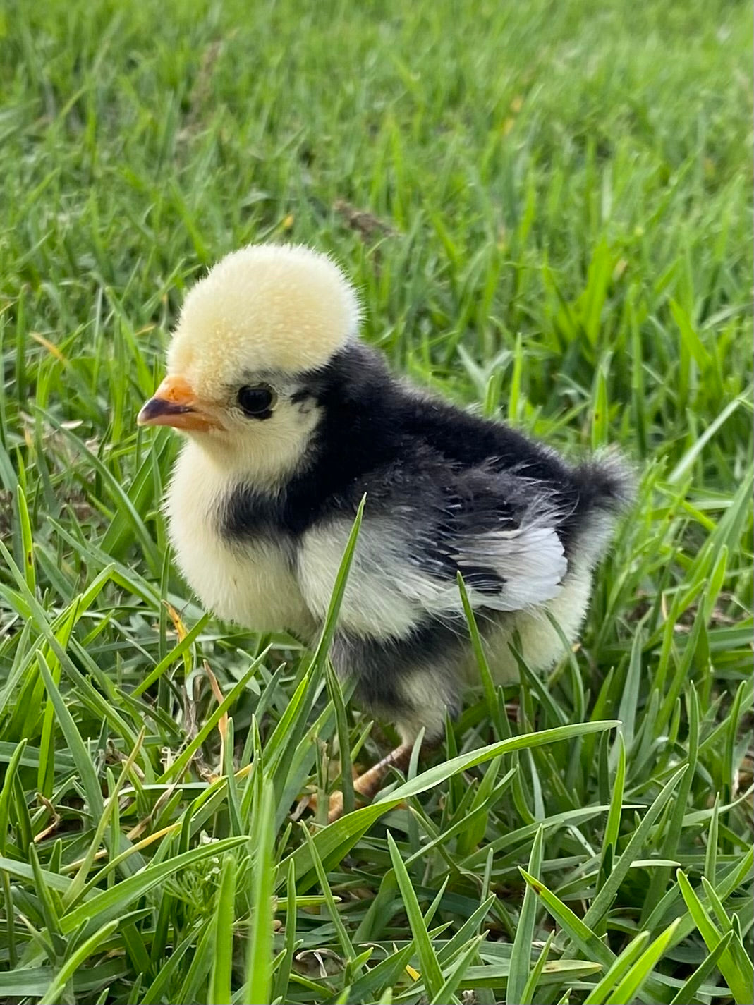 Cuckoo WC Black and Blue Polish Bantam