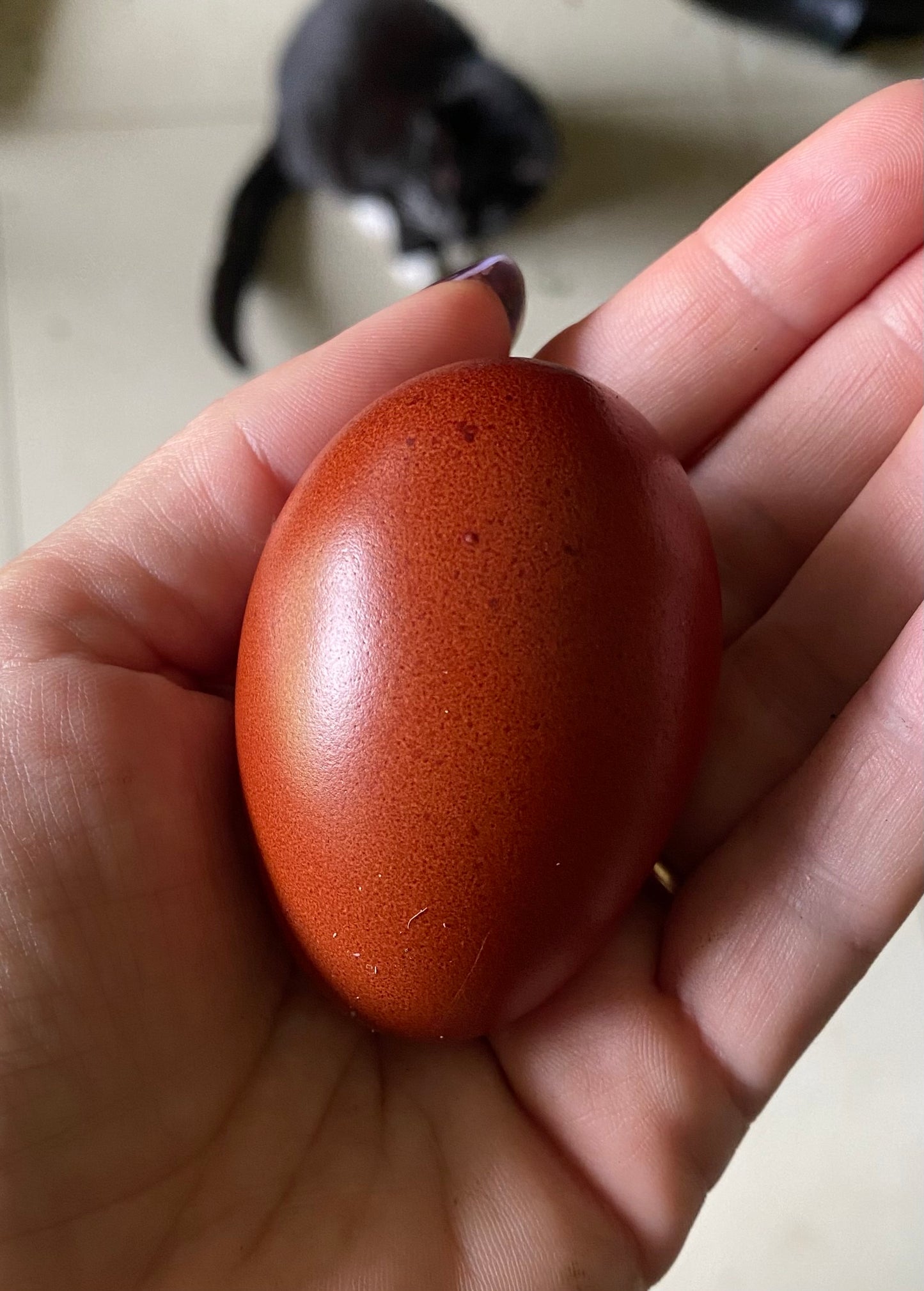 Mixed Marans Dozen - PRE SALE