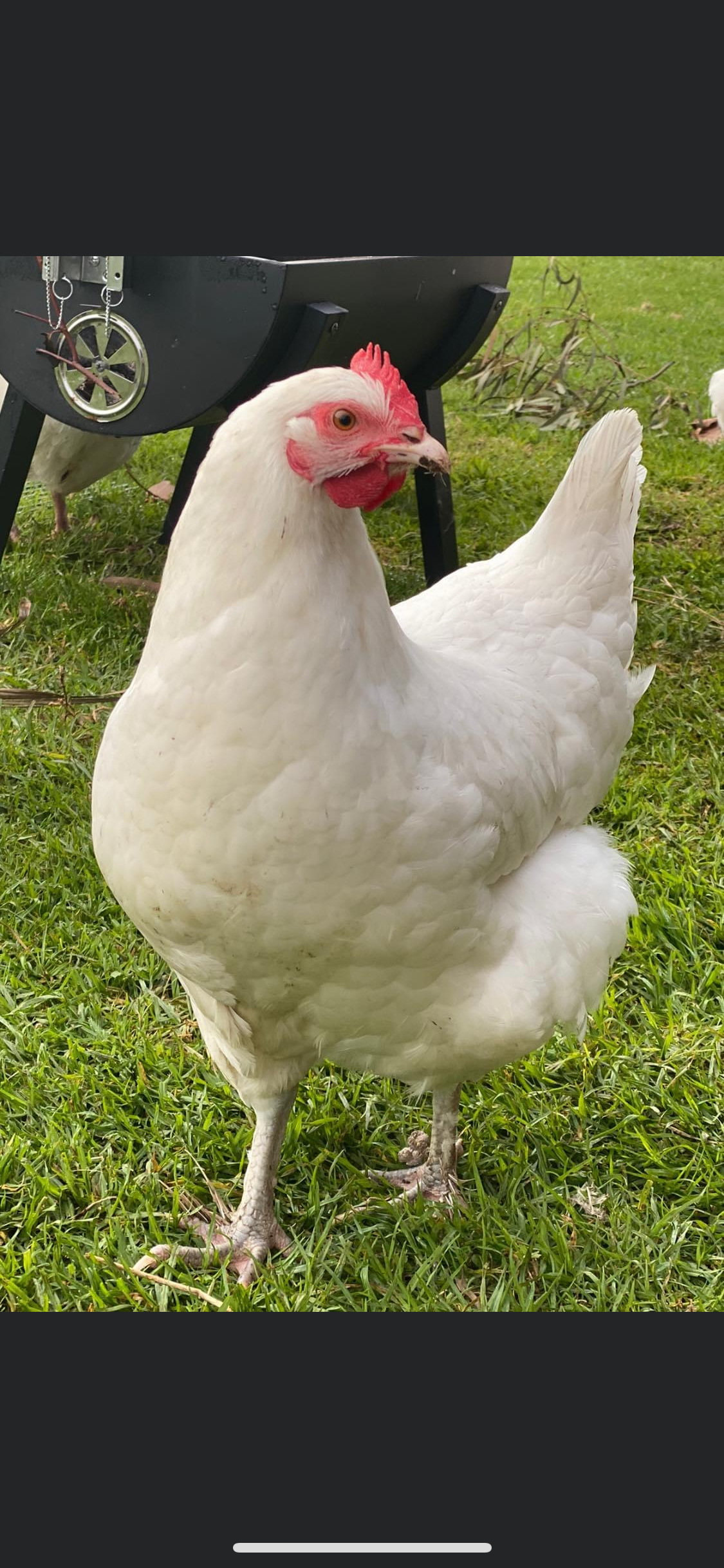 Mixed Marans Dozen - PRE SALE