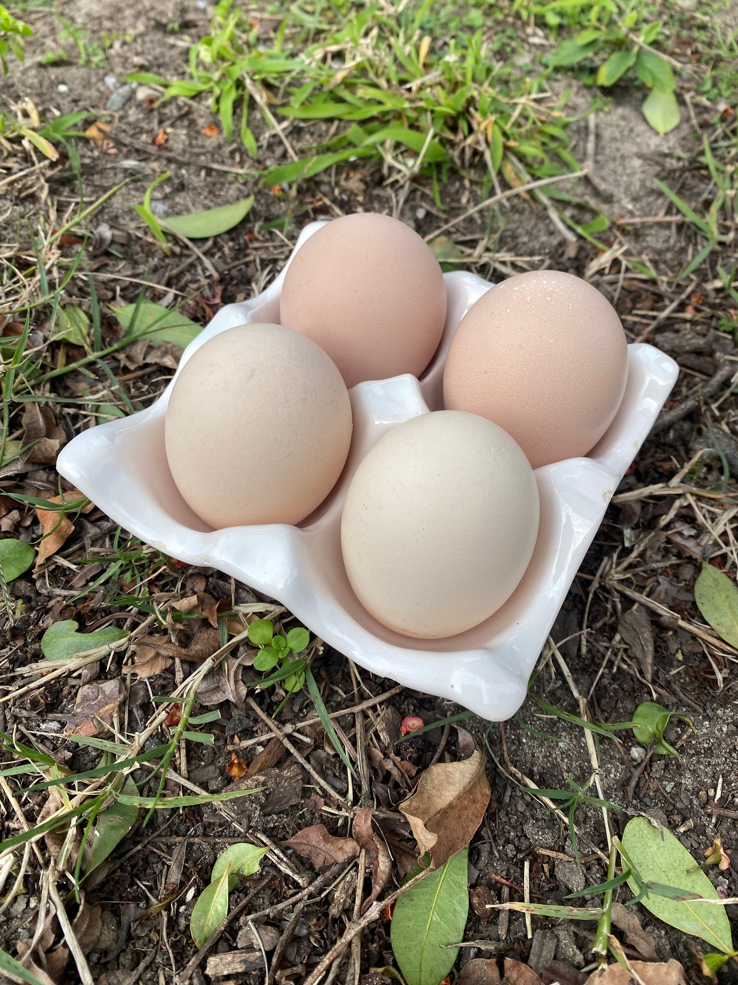 Gold Blue Pile Partridge Brahma