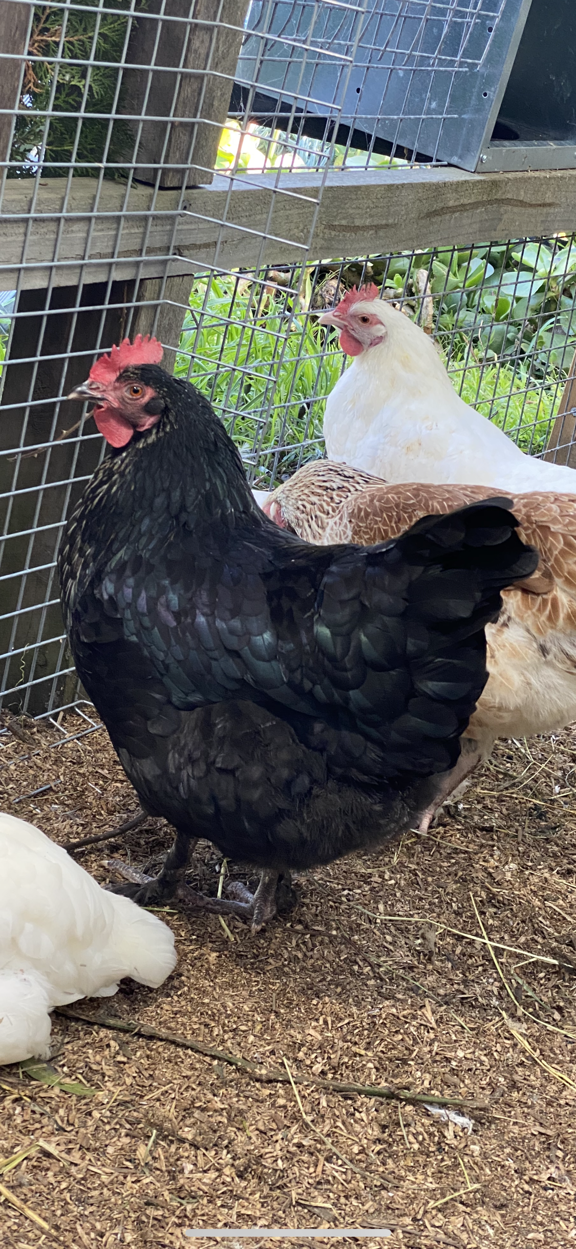 Mixed Marans Dozen - PRE SALE