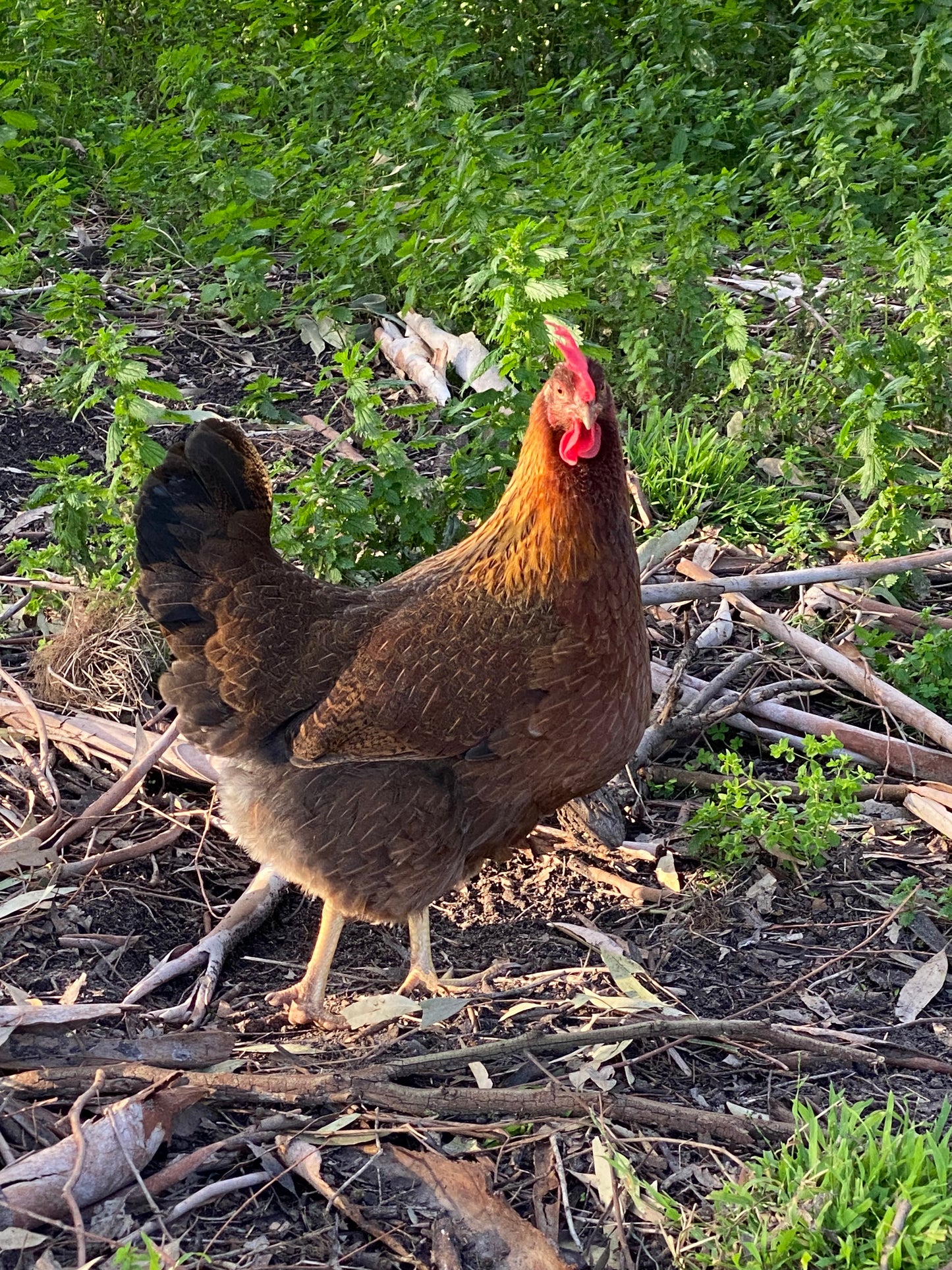Partridge Welsummer Dozen