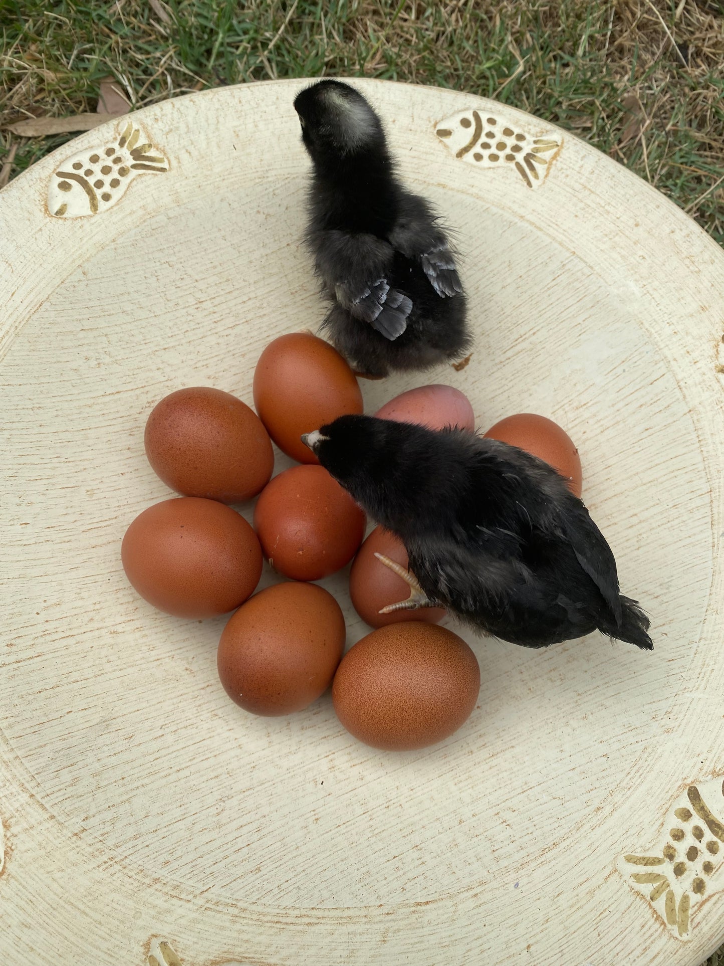 Mixed Marans Dozen - PRE SALE