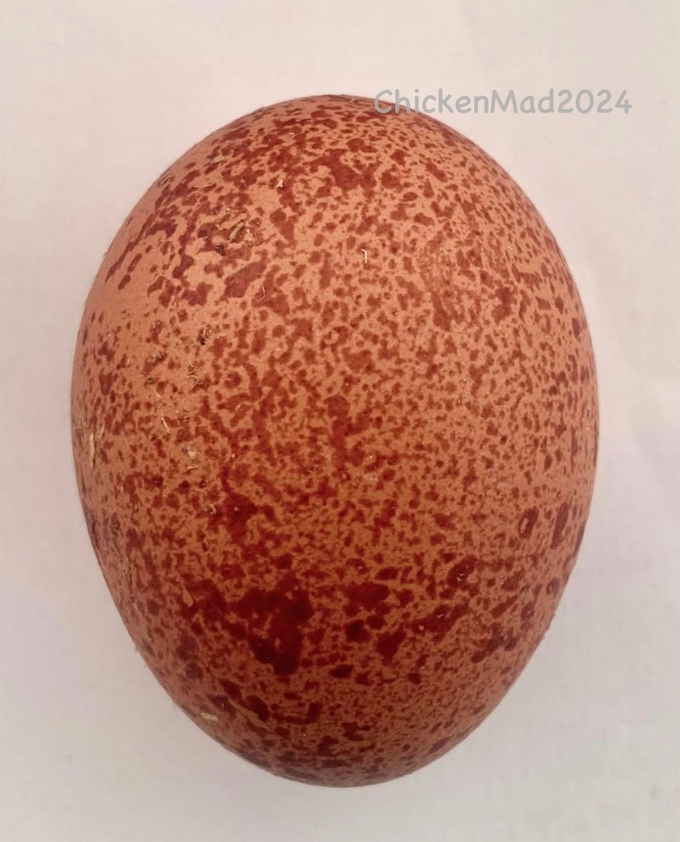 Speckletacular Rainbow - PRE SALE