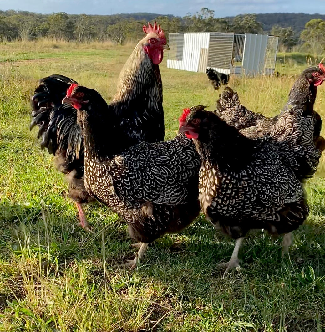 Silver Double Laced Barnevelder - Available NOW!