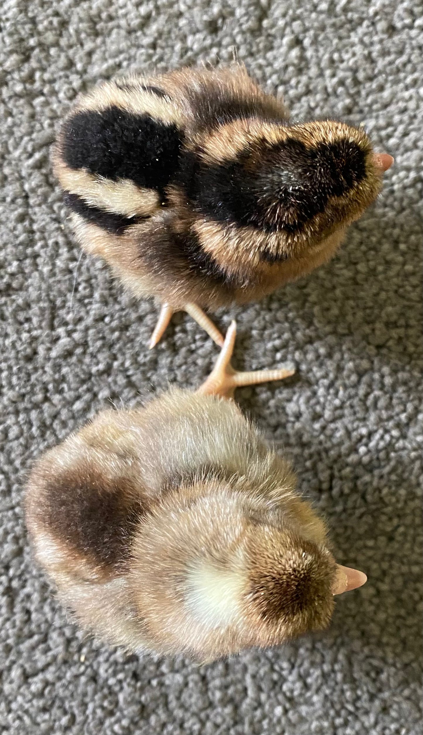 Cream Crested Legbar Dozen