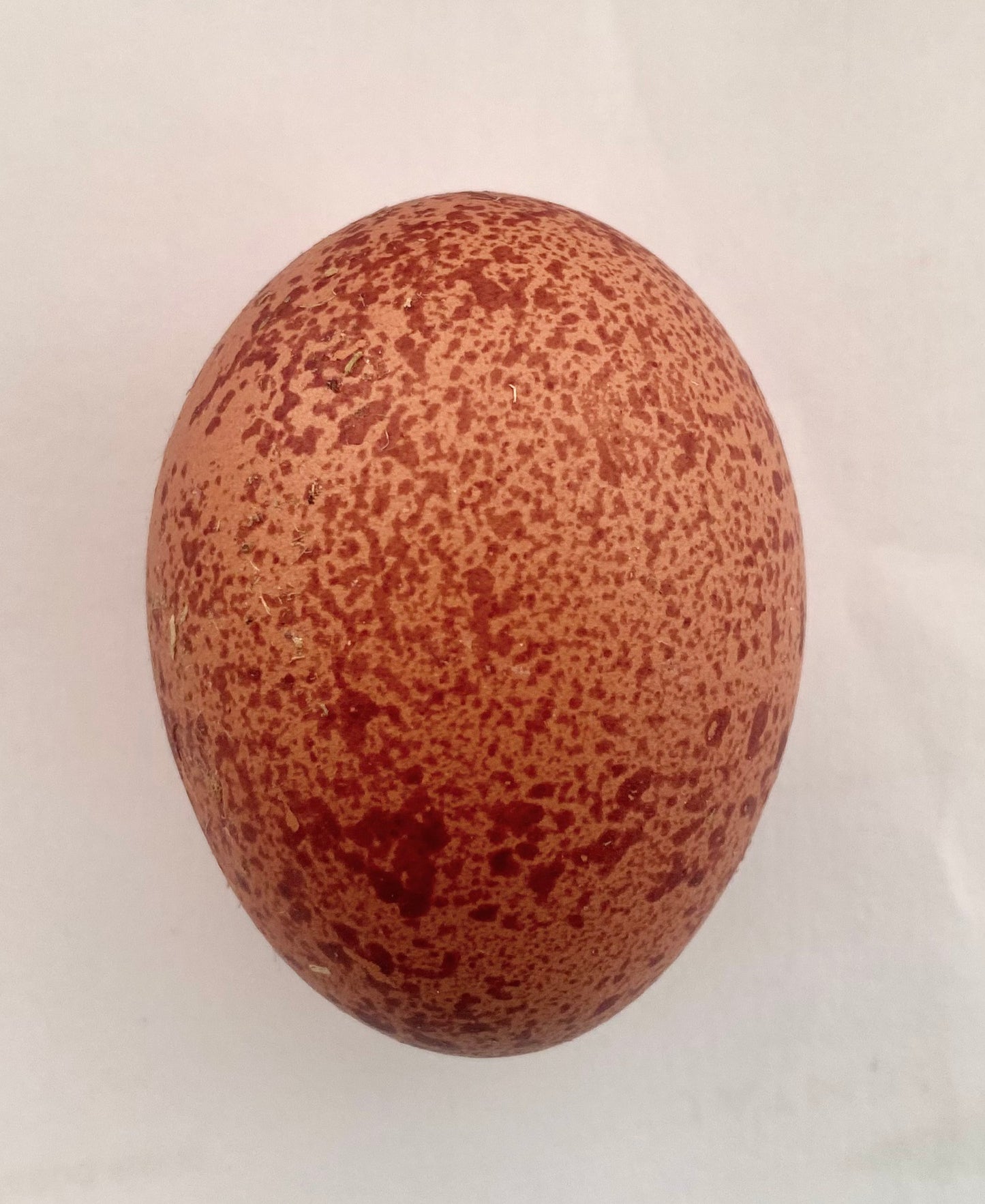 Partridge Welsummer Dozen