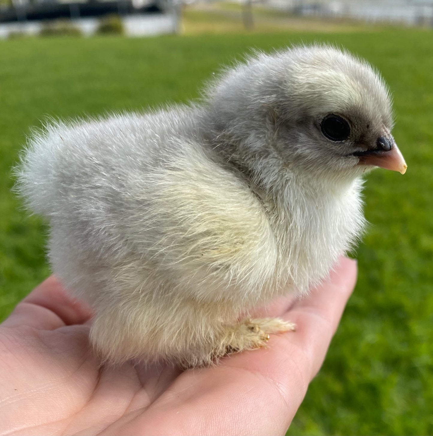Blue Black Splash Brahma