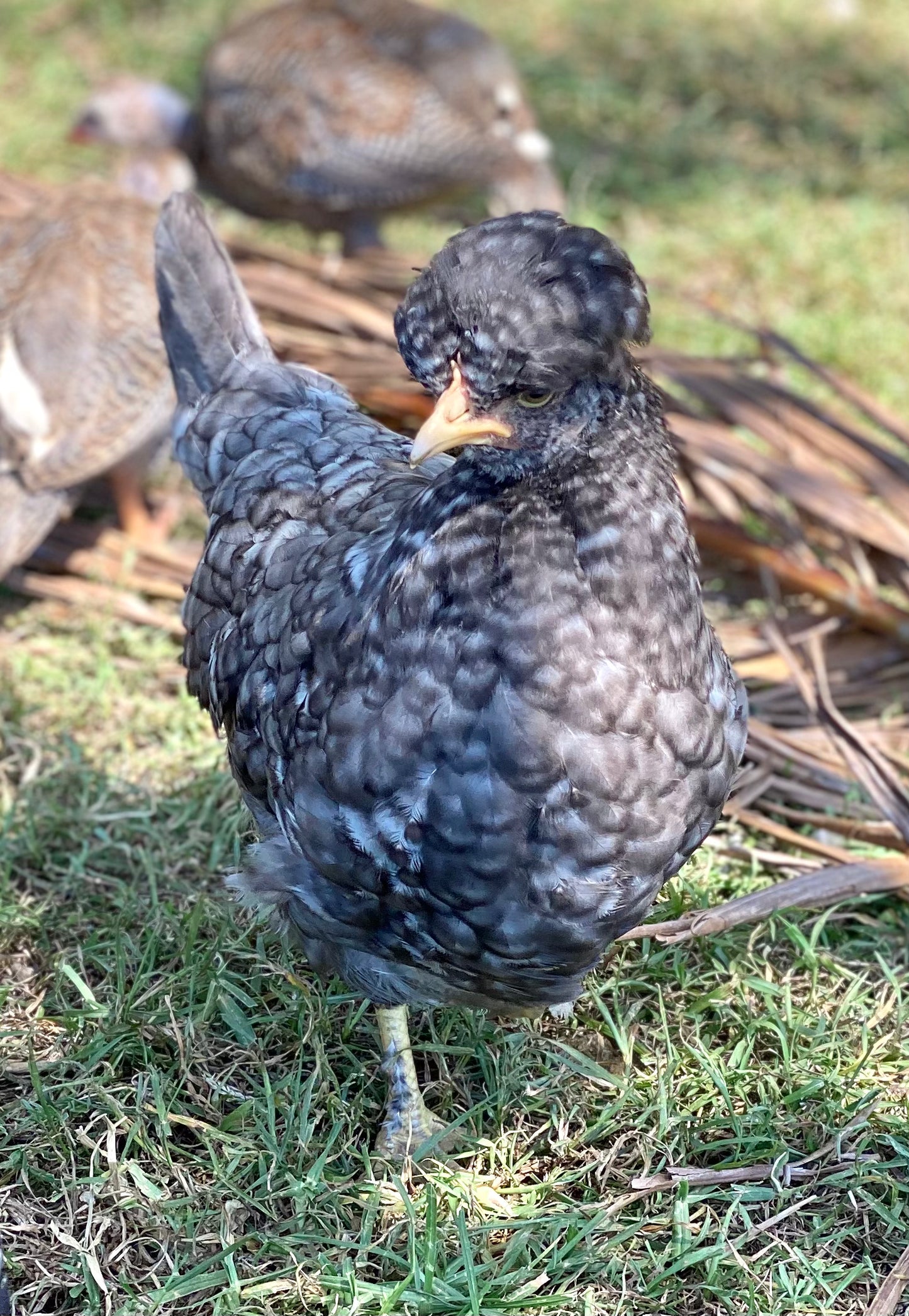 Pretty in Pastel Rainbow