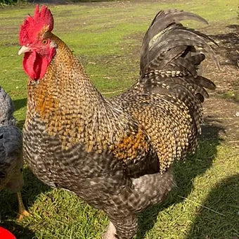 Mixed Marans Dozen - PRE SALE