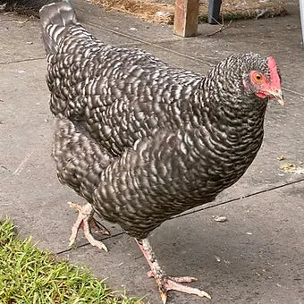 Mixed Marans Dozen - PRE SALE