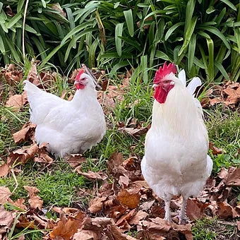White Marans Dozen