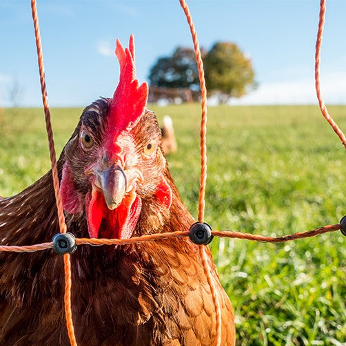50m Super Electric Poultry Fence/Net