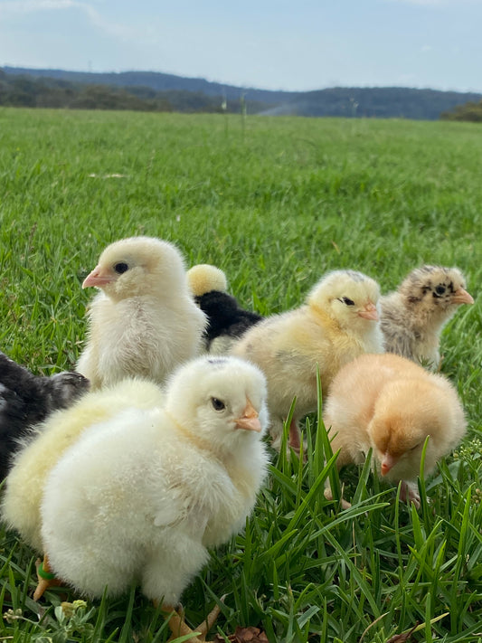 Chicken MADGIC - Breeding Aid and Electrolyte Supplement 200g