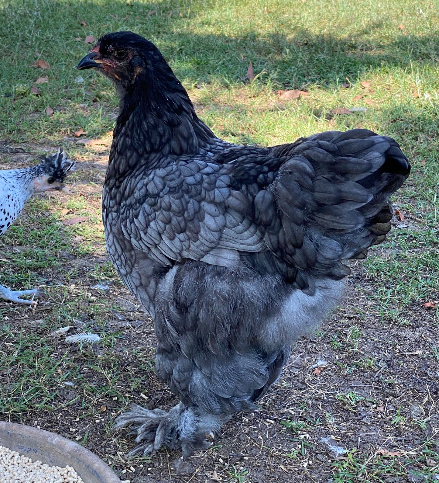 Blue Black Splash Brahma