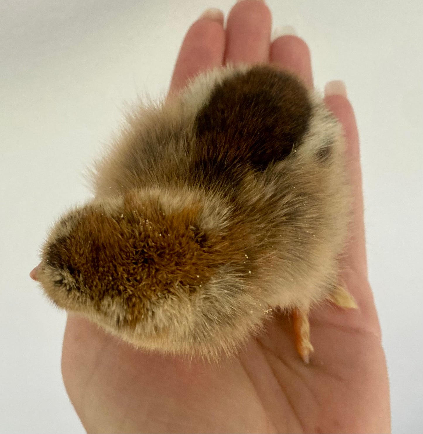 Gold Blue Splash Partridge Brahma Dozen - PRE SALE