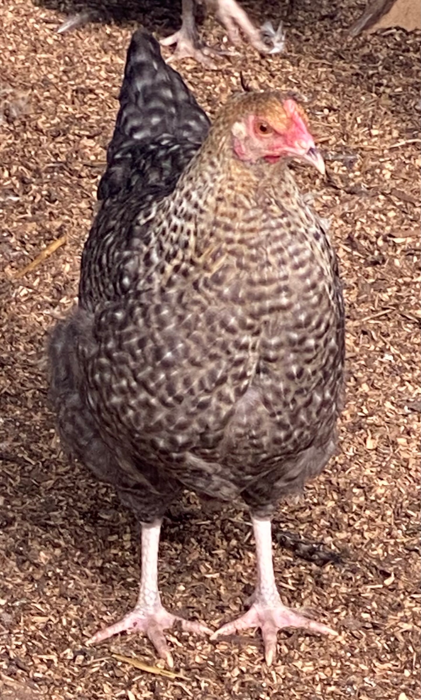 1 Fertile Eggs Mixed Marans Dozen