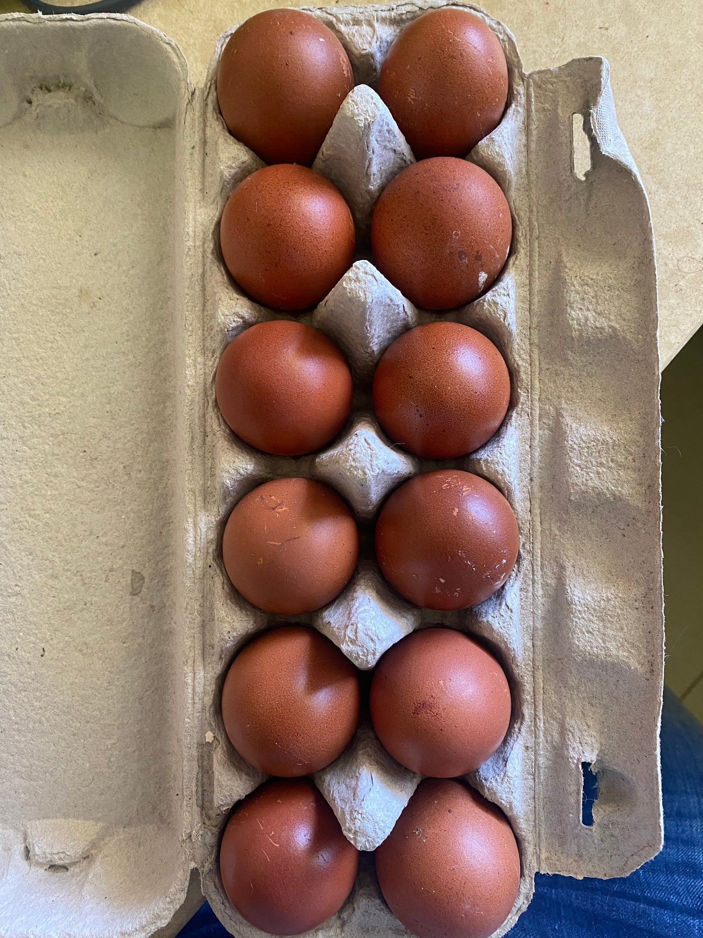 1 Fertile Eggs Mixed Marans Dozen