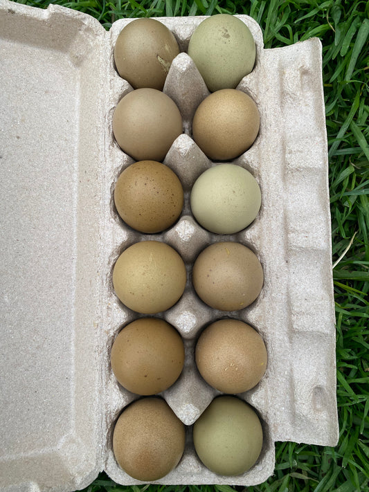 1 Fertile Eggs Dark Olive Dozen