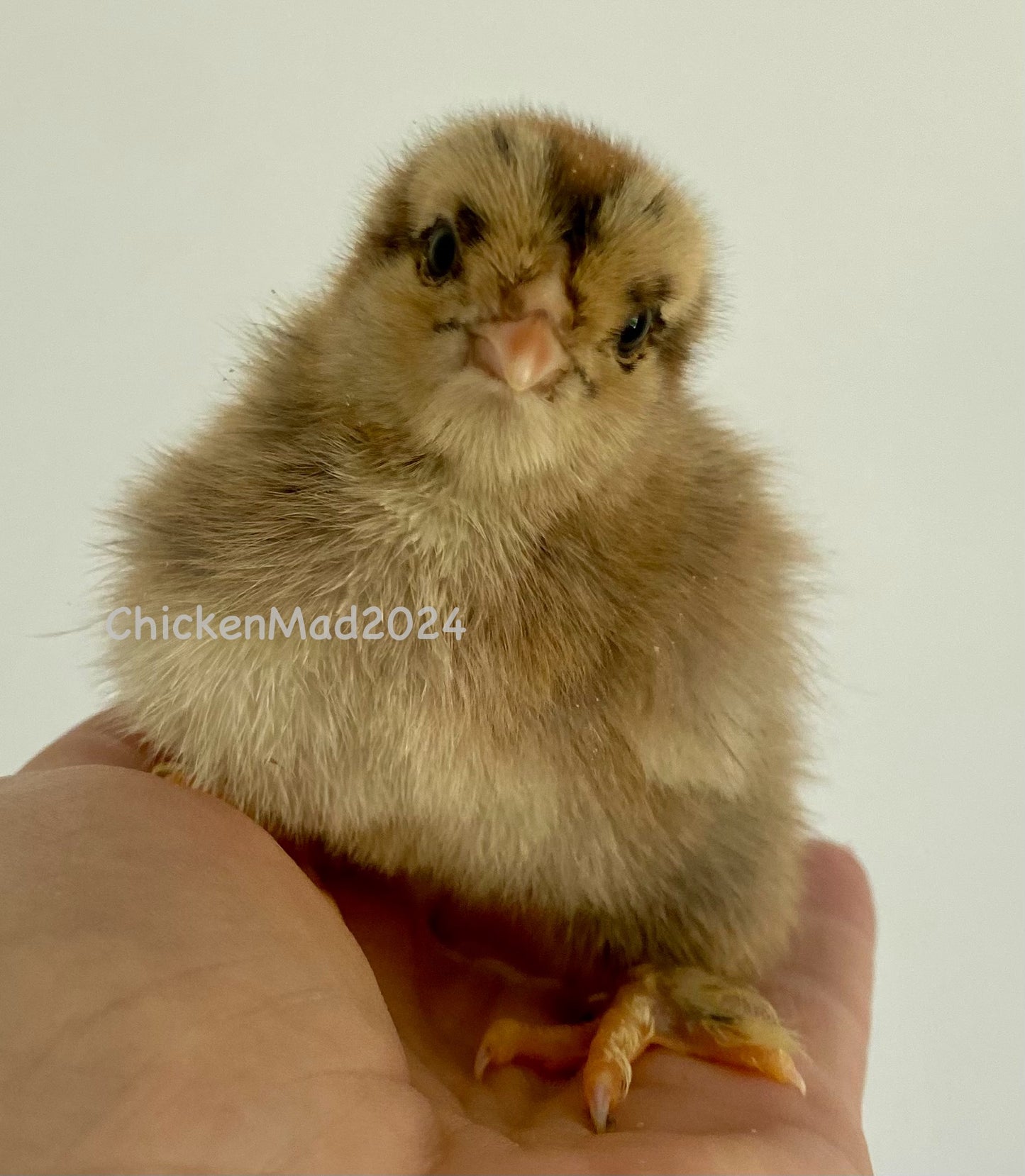 Gold Blue Splash Partridge Brahma Dozen - PRE SALE