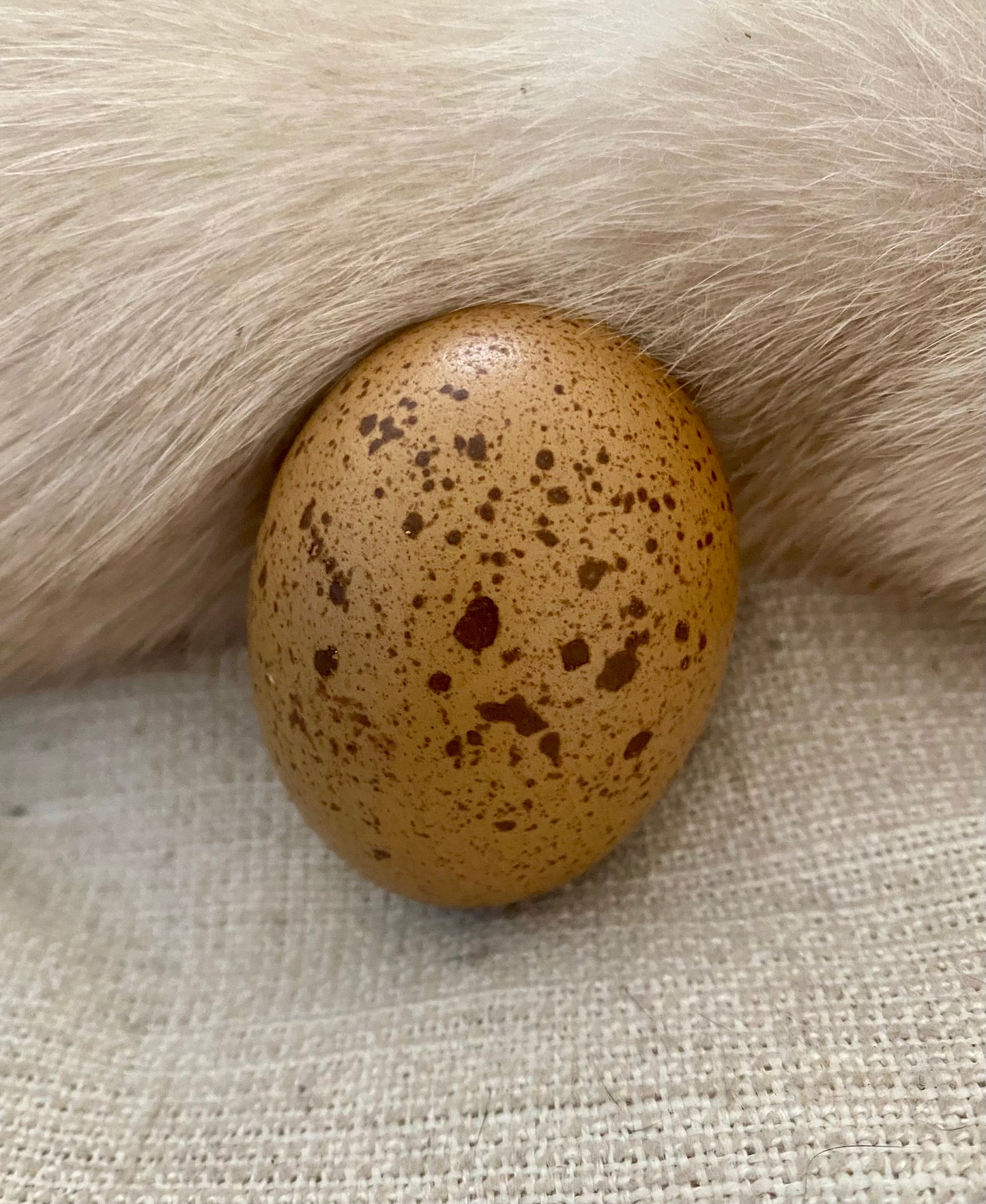 Speckletacular Rainbow - PRE SALE
