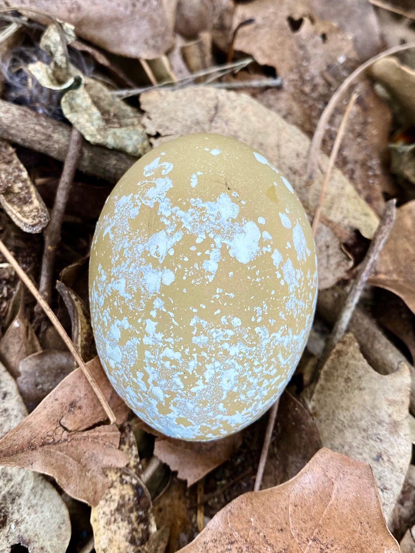 Speckletacular Rainbow - PRE SALE