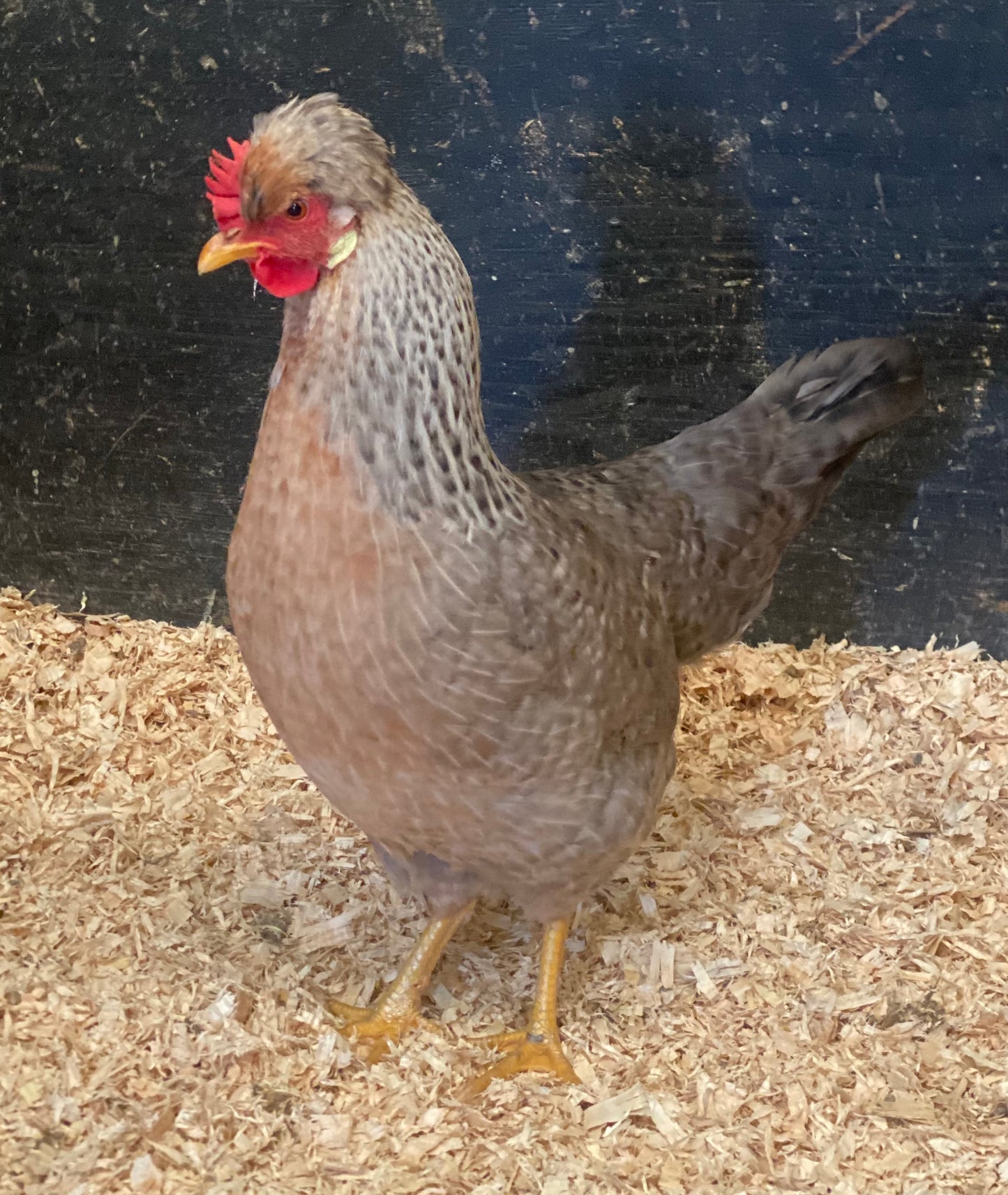 Cream Crested Legbar - PRE SALE