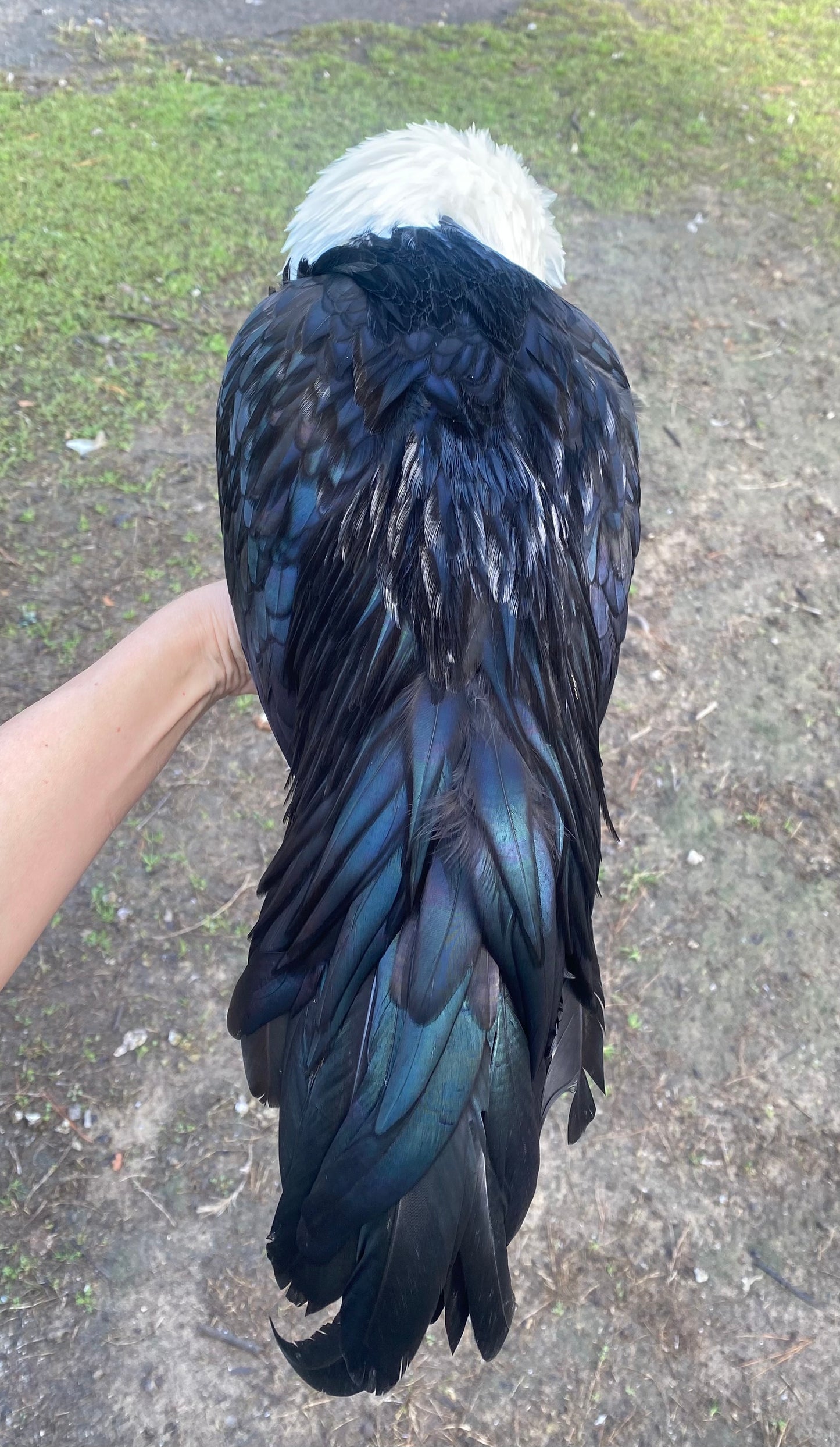 White Crested Black and Blue  Polish