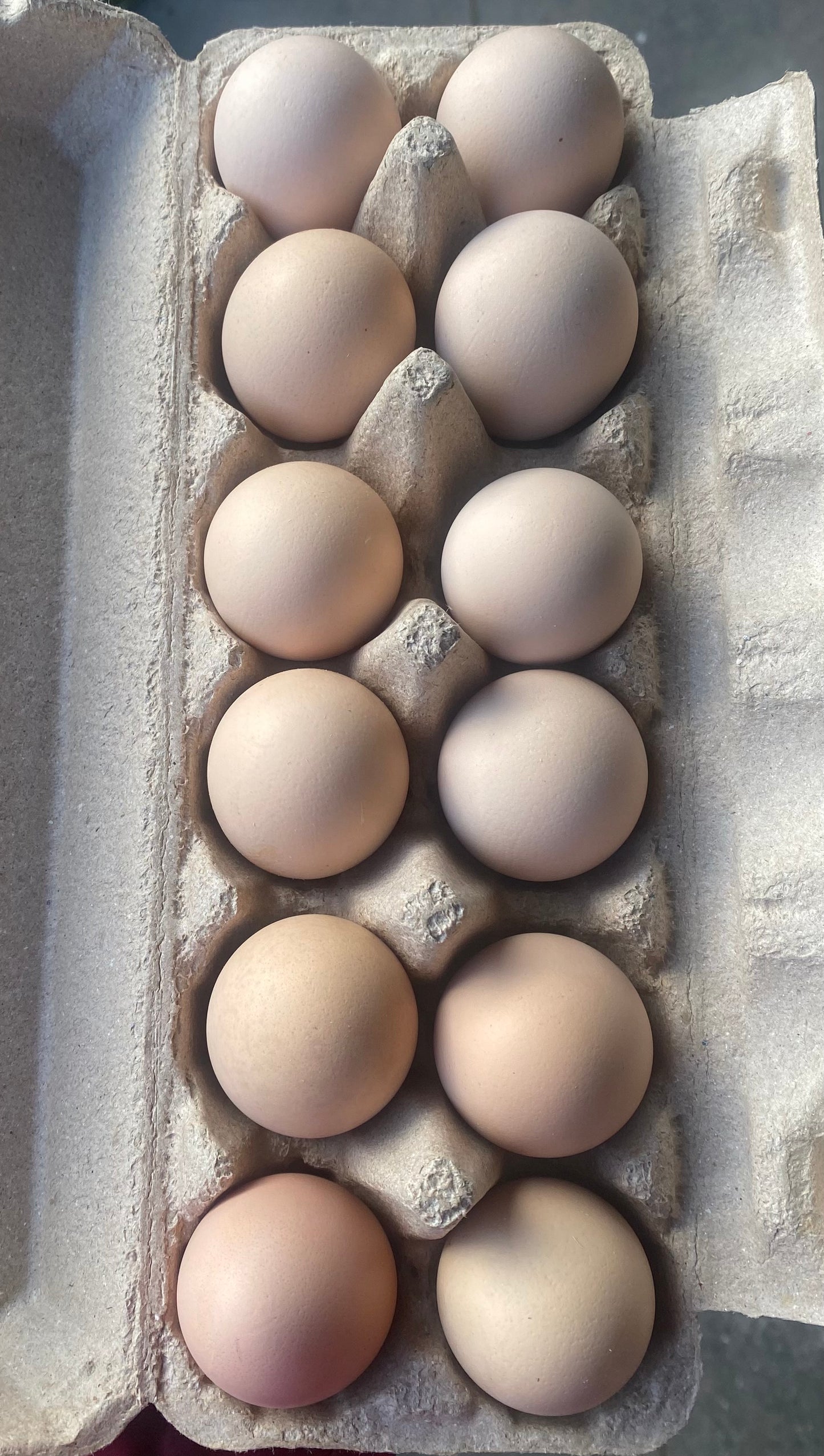 1 Fertile Eggs Dark Brahma Dozen