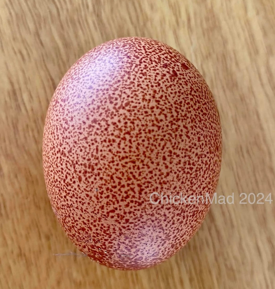 Speckletacular Rainbow - PRE SALE
