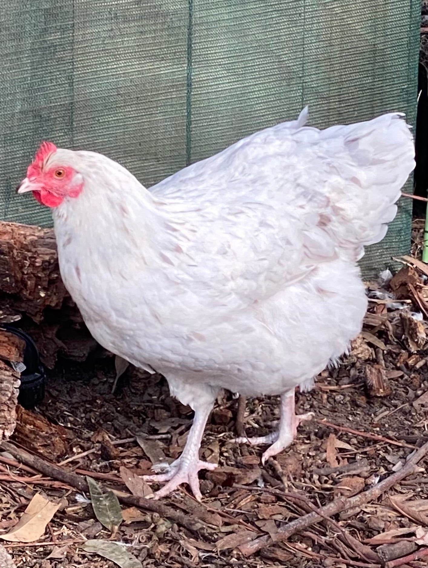 1 Fertile Eggs Mixed Marans Dozen