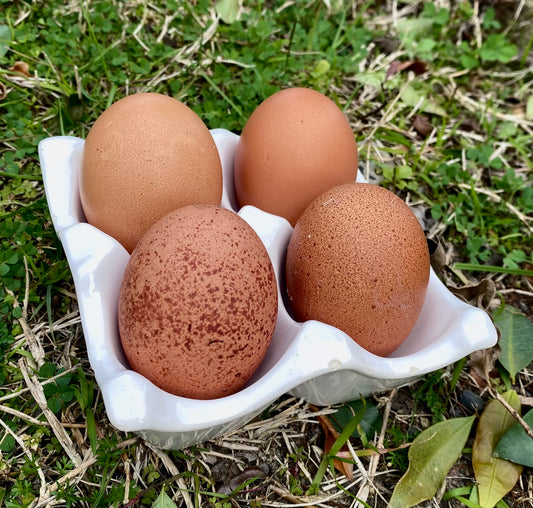 Partridge Welsummer Dozen