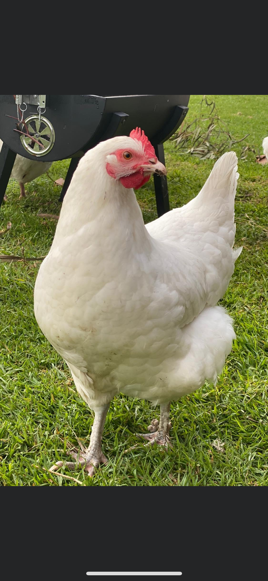 1 Fertile Eggs Mixed Marans Dozen