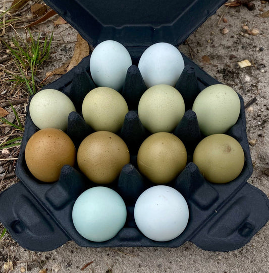 SeaSpray Rainbow Dozen