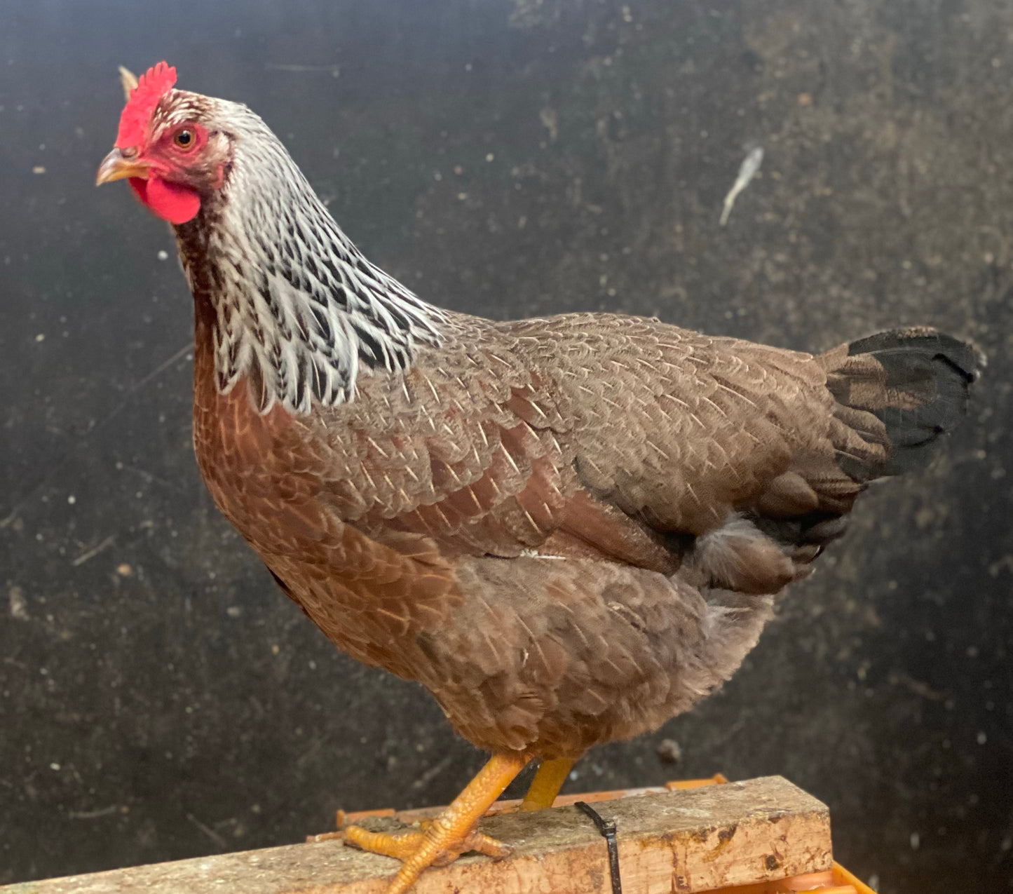 Silver Duckwing Welsummer - Available NOW!