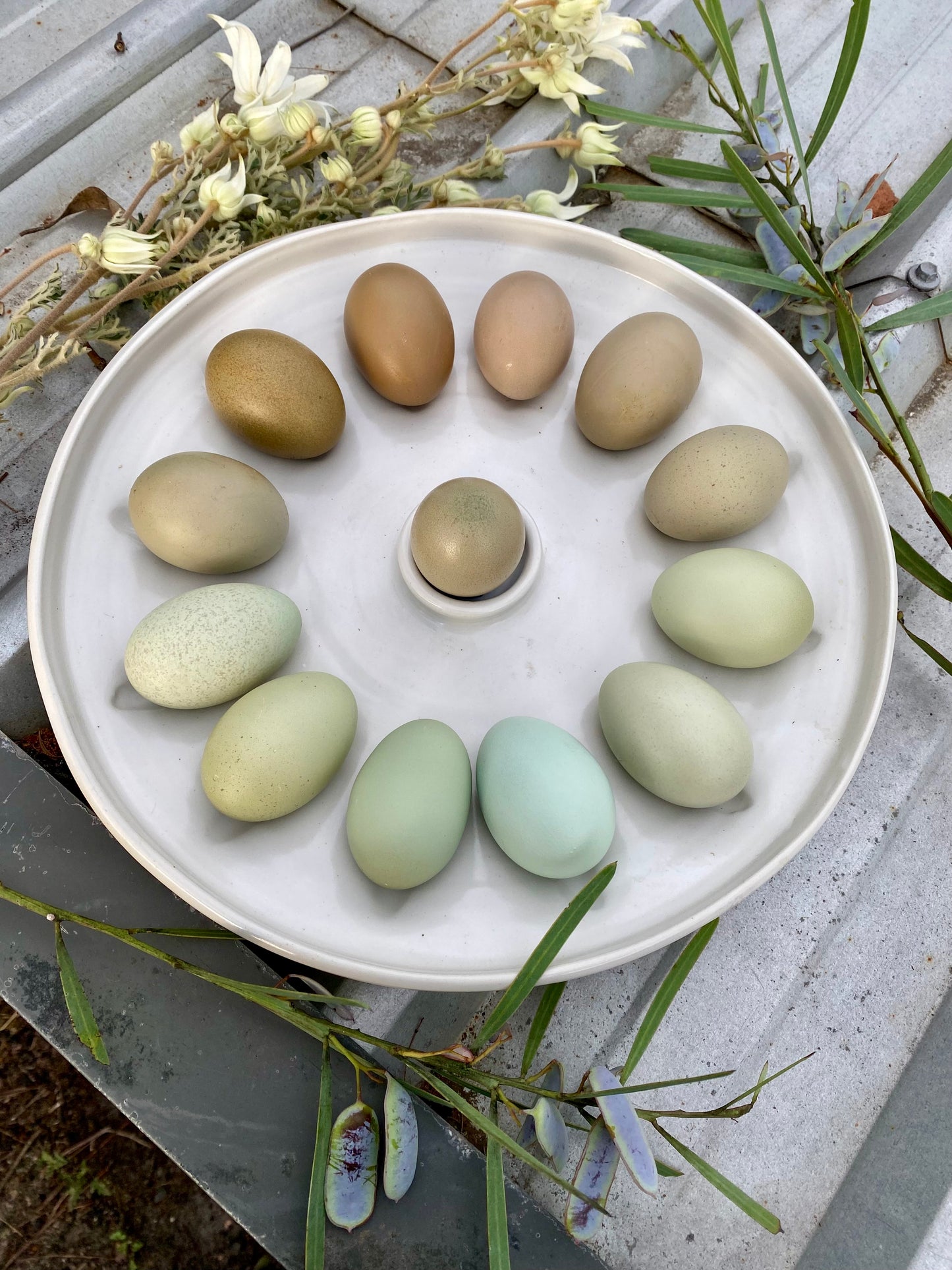 SeaSpray Rainbow Dozen