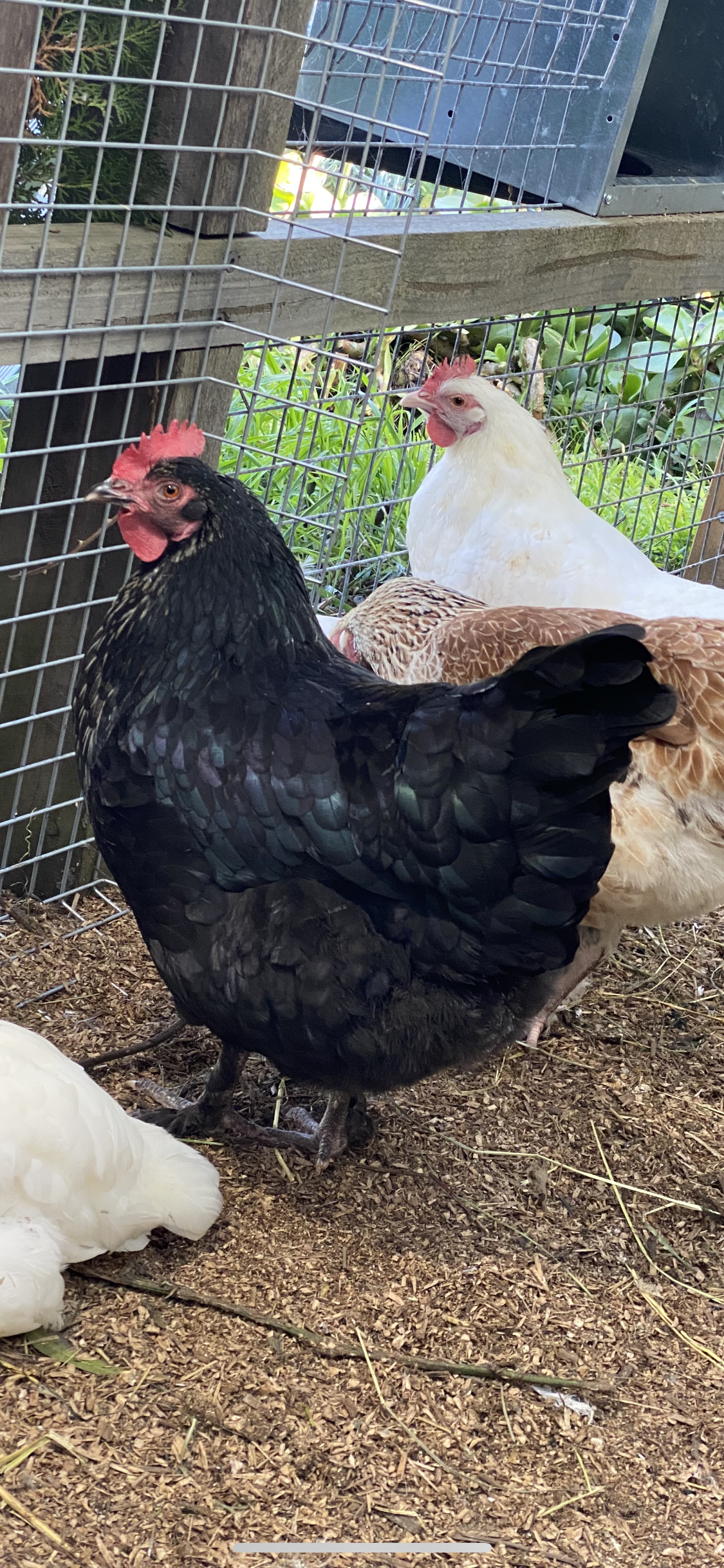 1 Fertile Eggs Mixed Marans Dozen