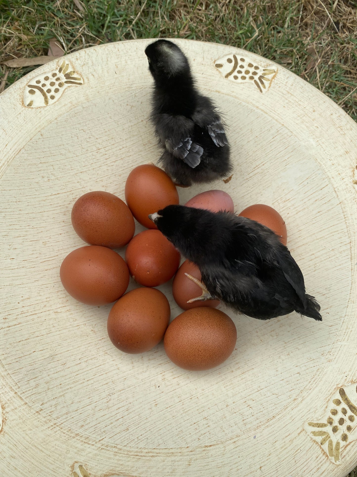 1 Fertile Eggs Mixed Marans Dozen