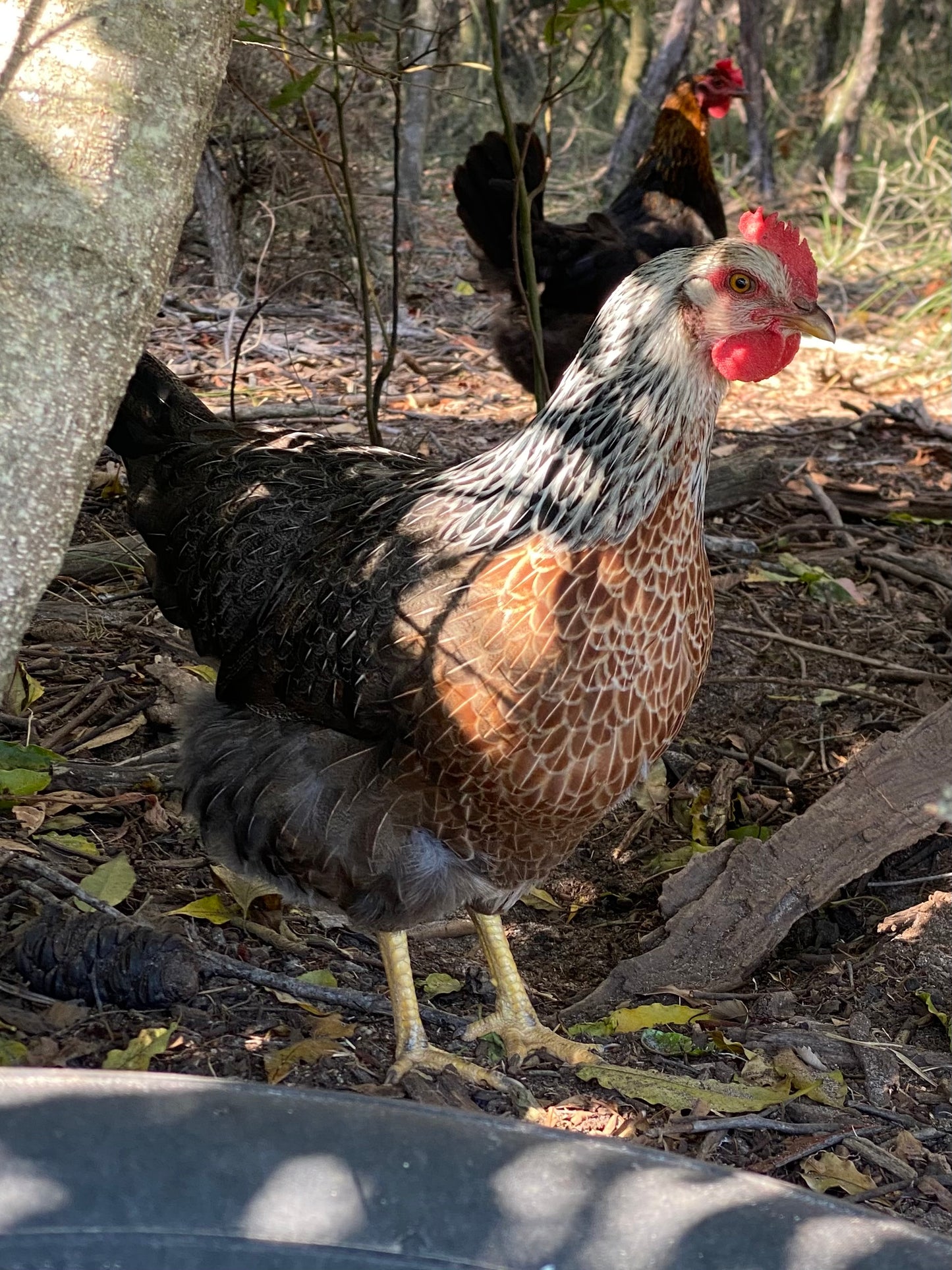 Surprise Me! Pure heritage