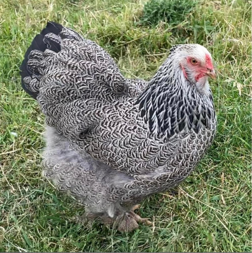 1 Fertile Eggs Dark Brahma Dozen