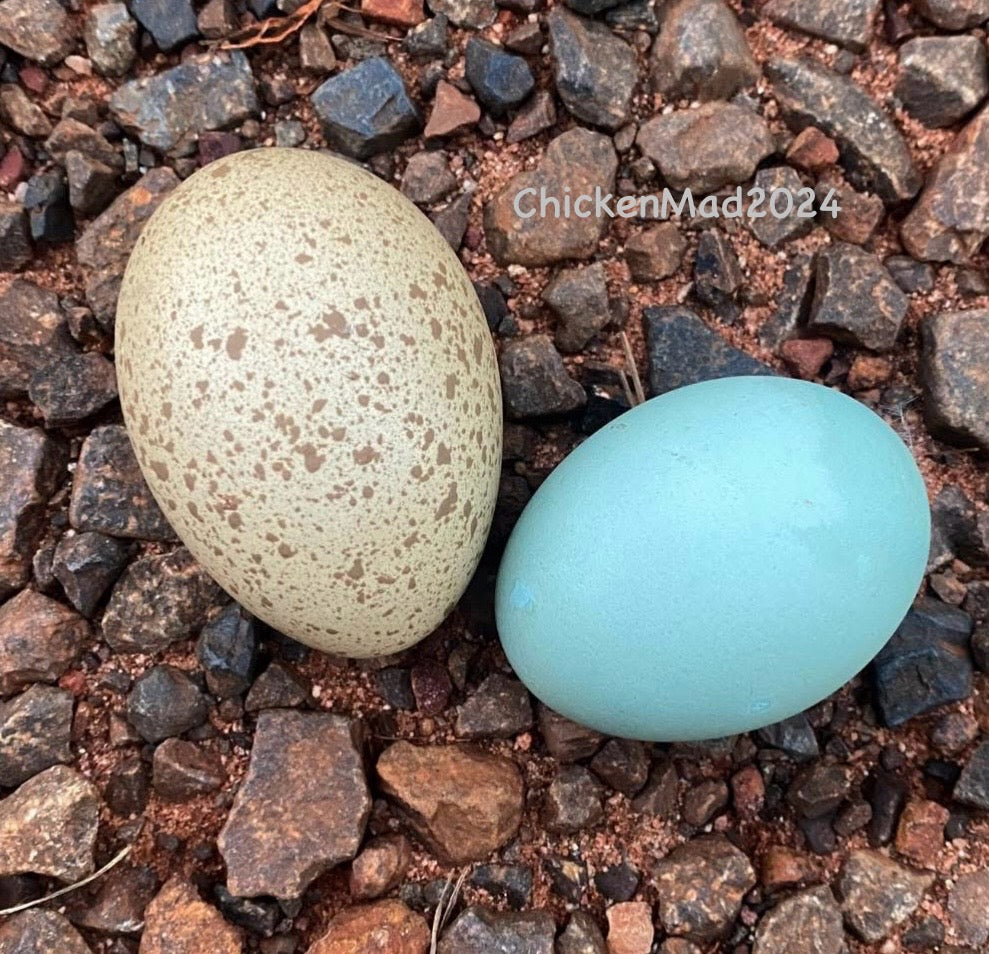 Speckletacular Rainbow - PRE SALE