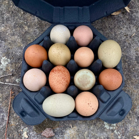 Speckletacular Rainbow - PRE SALE