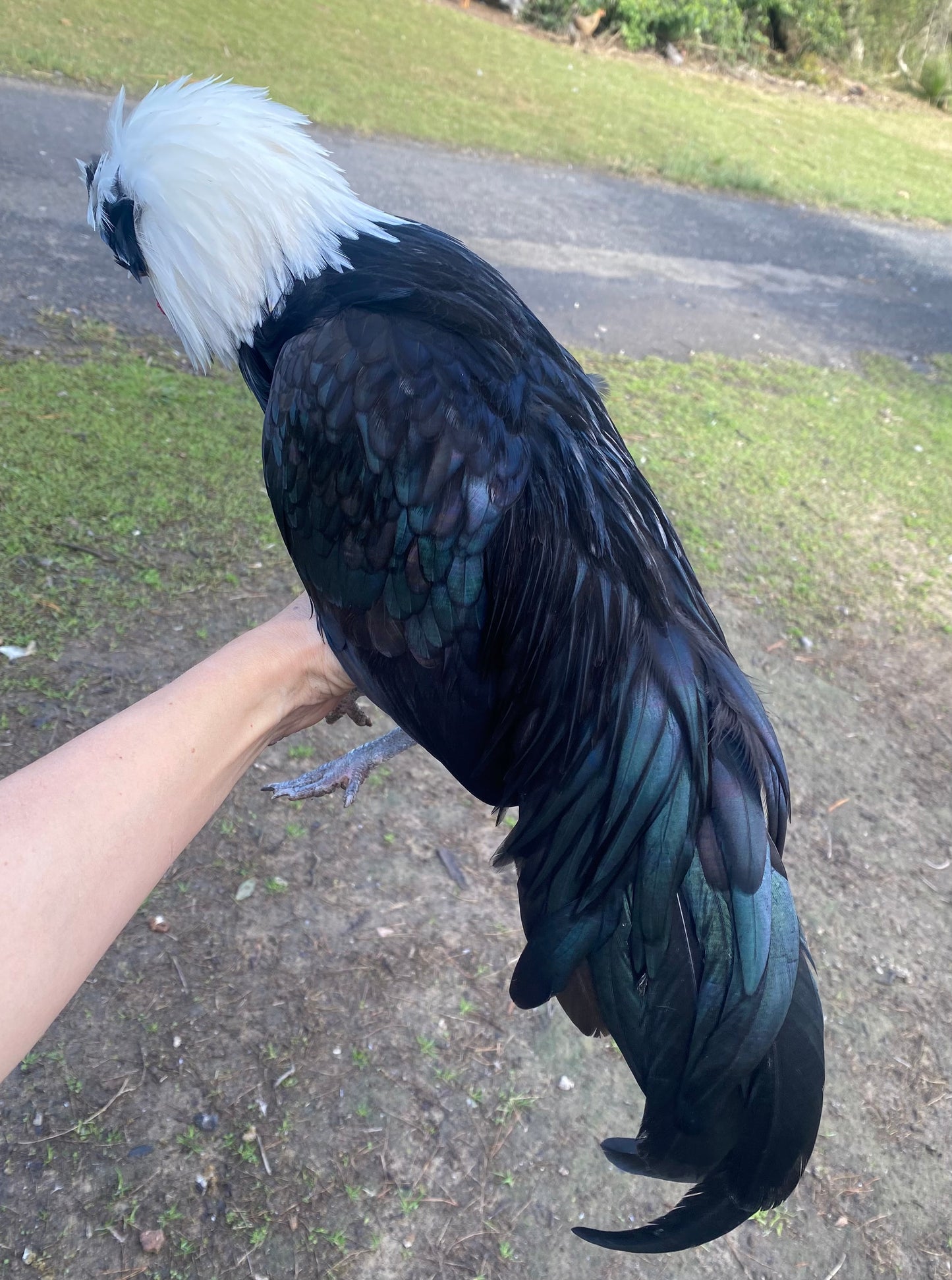 White Crested Black and Blue  Polish